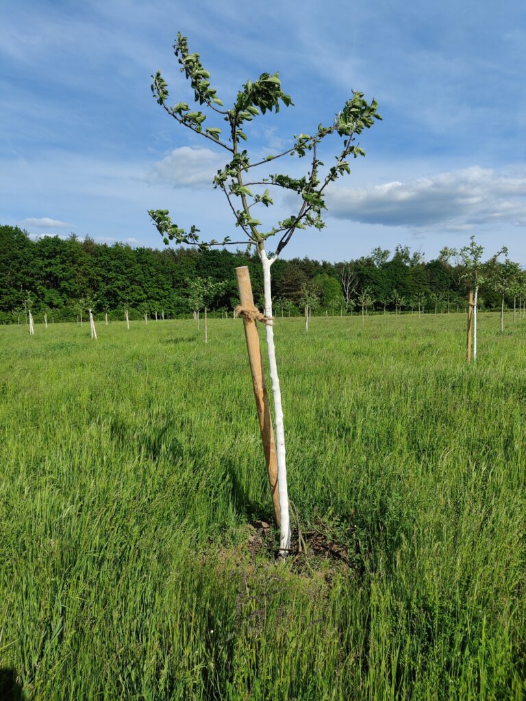 junger Apfelbaum, dessen Spitze gekappt ist