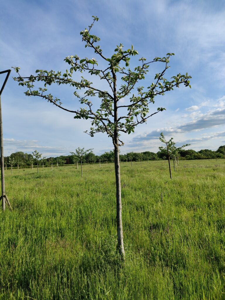 junger Apfelbaum, dessen Spitze gekappt ist