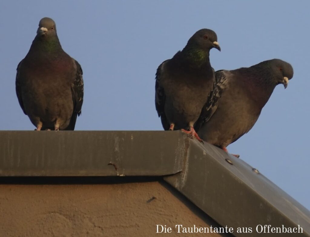 Tauben auf einem Dach