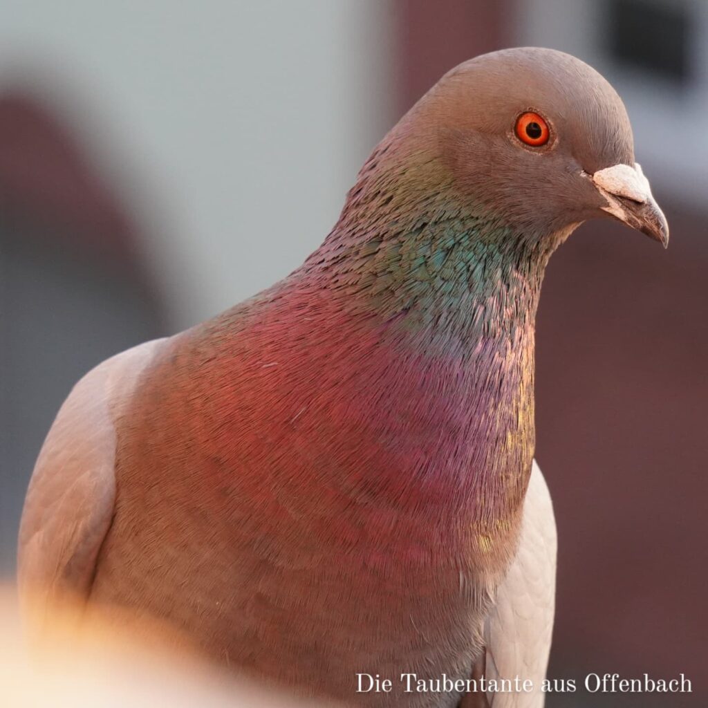 Taube Close--Up